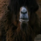 Zoo de Barcelona 02-02-11 425