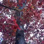 Quercus alba-SAM_3364