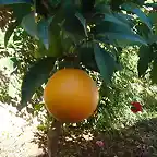 La primera y nica naranja de este rbol