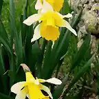 narcisos