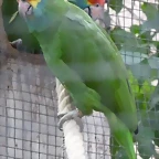 Amazona rhodocorytha