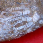 encrinita