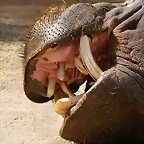 Zoo de Barcelona 19-03-11 993