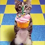 birthday-cat