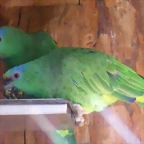 Amazona festiva bodini 2