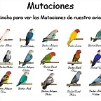 poster utaciones pornis 1