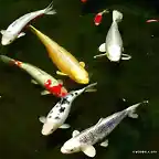 peces