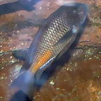 Tropheus moorii (12-10-09 Acuario Fluvial de Zaragoza)