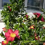 Camellia X vernalis 'Yuletide'