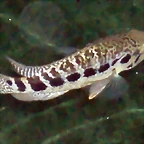 Parachromis managuensis