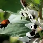 11, abejas y flores de habas, marca