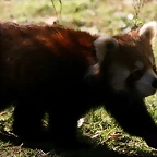 Zoo de Barcelona 04-12-2010 1680