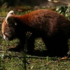 Zoo de Barcelona 04-12-2010 1729