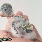 FB_IMG_1541183145482