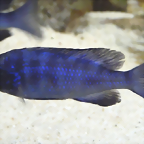 Placidochromis phenochilus (5-8-17 Zoo Zajac, det yo)