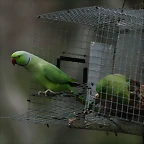 Zoo de Barcelona 28-01-11 594