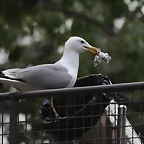 Zoo de Barcelona 28-01-11 457