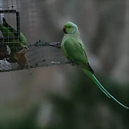 Zoo de Barcelona 28-01-11 622