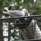 Zoo de Barcelona 28-01-11 455