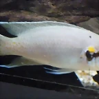 Neolamprologus brichardi (7-7-16 Seaworld, det yo)