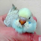 pollo1a