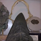 F T Carcharodon Megalodon 543044