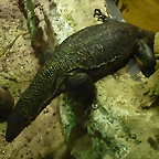 Varanus rudicollis 3 (19-7-23 Akvariet i Bergen)