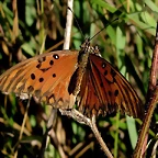 IMG_1587