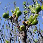 hojas y fruto