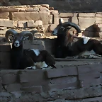 Zoo de Barcelona 16-02-12 405