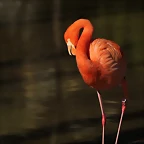Zoo de Barcelona 16-02-12 164