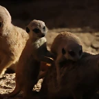 Zoo de Barcelona 16-02-12 124