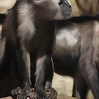 Zoo de Barcelona 16-02-12 031