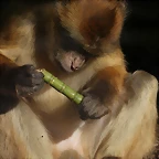 Zoo de Barcelona 16-02-12 053