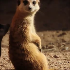 Zoo de Barcelona 16-02-12 134