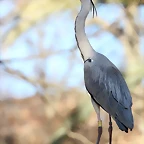 Zoo de Barcelona 16-02-12 461