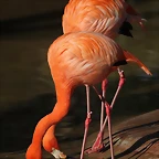 Zoo de Barcelona 16-02-12 166