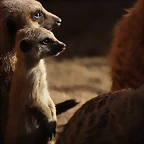 Zoo de Barcelona 16-02-12 128