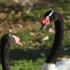 Zoo de Barcelona 16-02-12 636