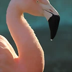 Zoo de Barcelona 16-02-12 660