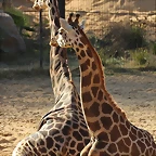 Zoo de Barcelona 16-02-12 223