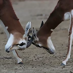 Zoo de Barcelona 16-02-12 441
