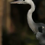 Zoo de Barcelona 16-02-12 483