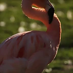 Zoo de Barcelona 16-02-12 650