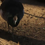 Zoo de Barcelona 16-02-12 609