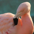 Zoo de Barcelona 16-02-12 665