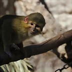 Zoo de Barcelona 16-02-12 039
