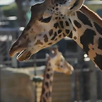 Zoo de Barcelona 16-02-12 235