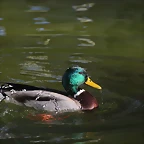 Zoo de Barcelona 16-02-12 500