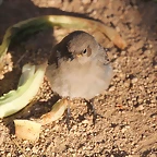 Zoo de Barcelona 16-02-12 582